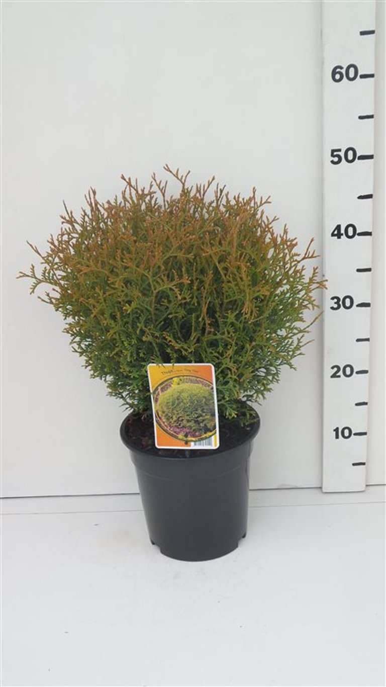 Thuja occ. 'Tiny Tim' - C3 25-30 CM